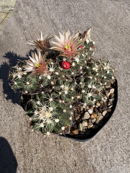 Escobaria missouriensis
